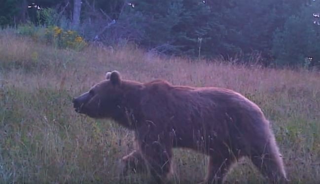 Vahşi Hayvanlar Sakinlikleri İle Dikkat Çekti