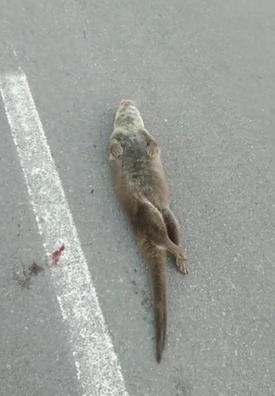 Kırmızı Listede Yer Alan Su Samuru Aracın Çarpması Sonucu Telef Oldu