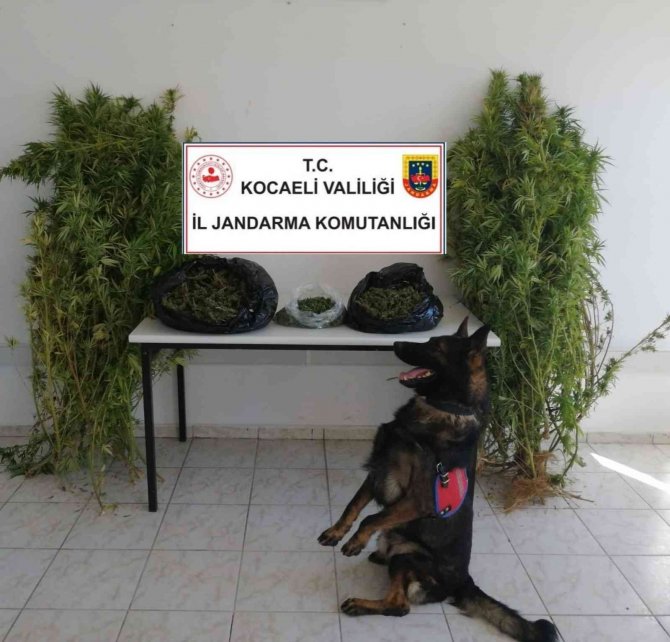 Kocaeli’de Jandarma Bin 280 Kök Kenevir İle 11 Kilo Uyuşturucu Ele Geçirdi