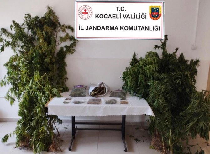 Kocaeli’de Jandarma Bin 280 Kök Kenevir İle 11 Kilo Uyuşturucu Ele Geçirdi