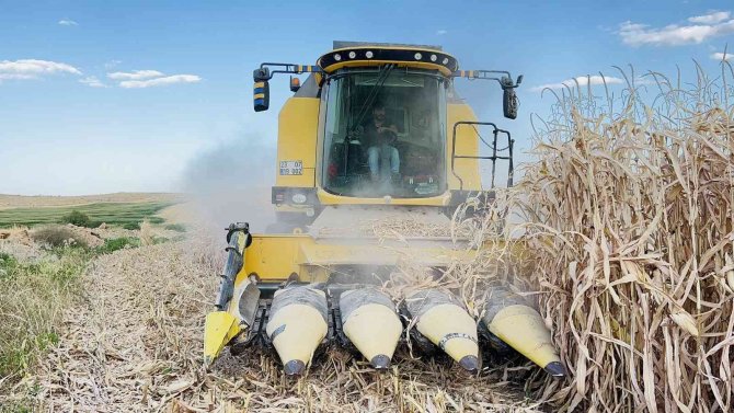 Mısır Hasadının Başladığı Mardin’de Verimin Düşük Olması Çiftçileri Üzdü