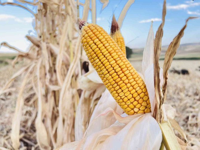 Mısır Hasadının Başladığı Mardin’de Verimin Düşük Olması Çiftçileri Üzdü