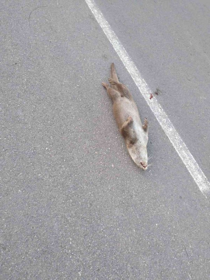 Kırmızı Listede Yer Alan Su Samuru Aracın Çarpması Sonucu Telef Oldu