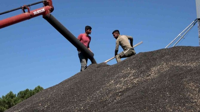 Bafra’da Ayçiçeği Alımları Başladı