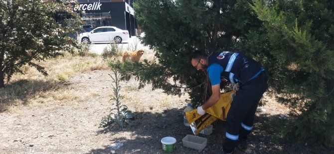 Sincan Belediyesi Sokak Hayvanları Besleme Noktalarını 68’e Yükseltti