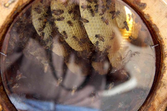 En Ballı Festival Başladı