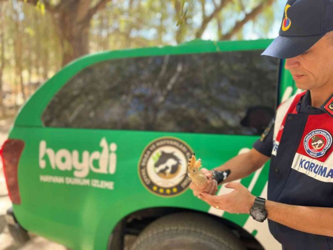 Yaralı Ağaçkakana Jandarma Şefkati