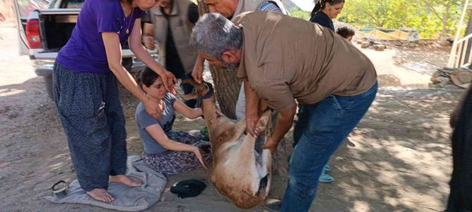 Av Tüfeğiyle Vurulan Yaban Keçisi Kurtarılamadı