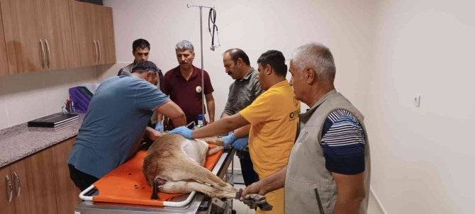 Av Tüfeğiyle Vurulan Yaban Keçisi Kurtarılamadı