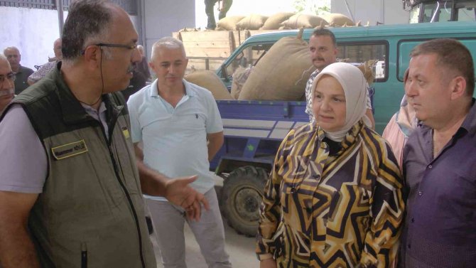 Tmo Akçakoca’dan 600 Ton Fındık Aldı