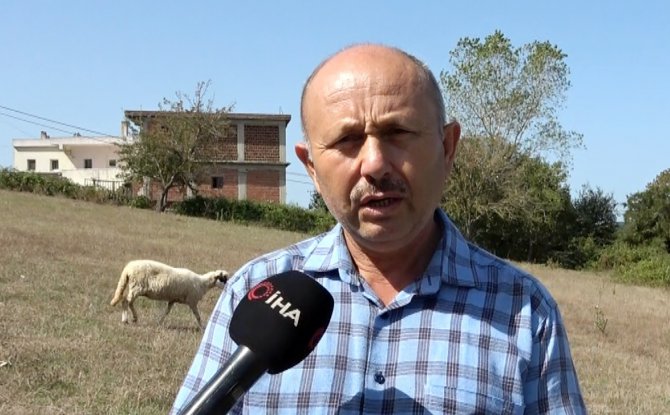 Sinop’ta Başıboş Köpek Dehşeti: 4 Koyun Telef Oldu