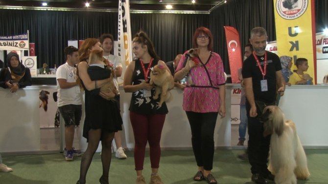 Süs Tavukları Ve Köpekler En Güzel Olmak İçin Yarıştı