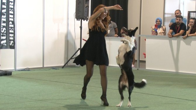 Süs Tavukları Ve Köpekler En Güzel Olmak İçin Yarıştı