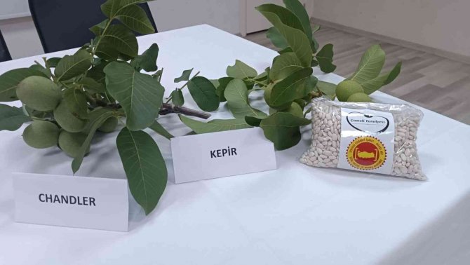 Çameli’nde Ceviz Ve Fasulye Fiyatları Belli Oldu