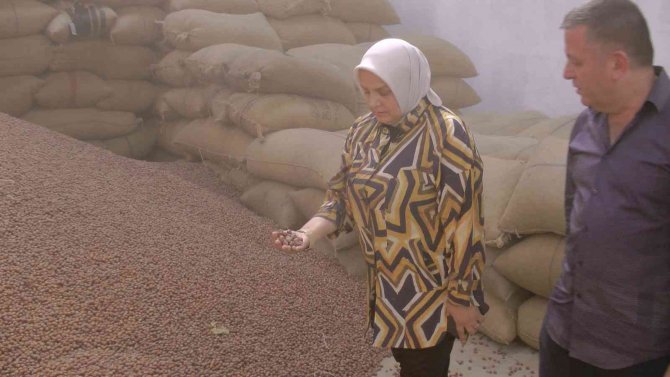 Tmo Akçakoca’dan 600 Ton Fındık Aldı