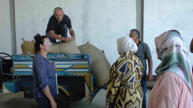 Tmo Akçakoca’dan 600 Ton Fındık Aldı