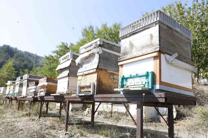 İ̇negöl’de Bal Hasadı Başladı