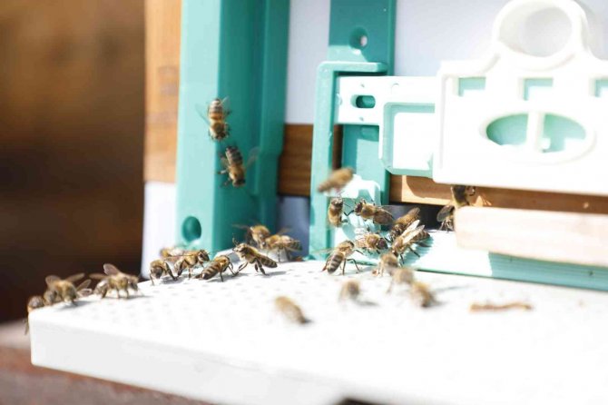 İ̇negöl’de Bal Hasadı Başladı