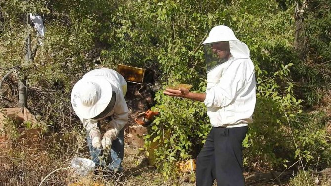 ’Bal Avcıları’ Su Kenarından Takip Ettikleri Arılarla Doğal Bala Ulaşıyor