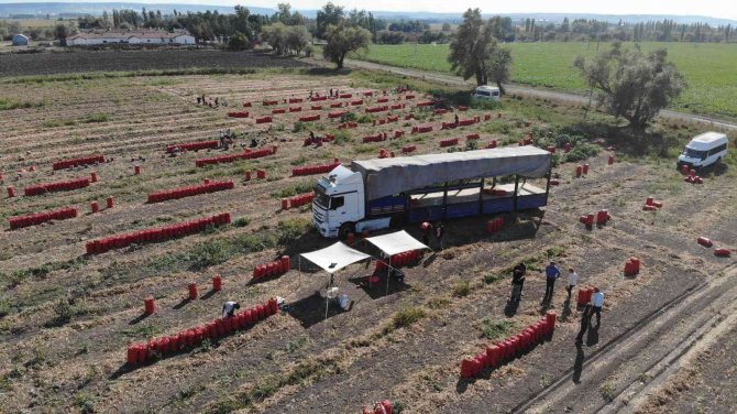 Hasadı Yapılan Soğan Bu Yıl Üreticinin Yüzünü Güldürdü