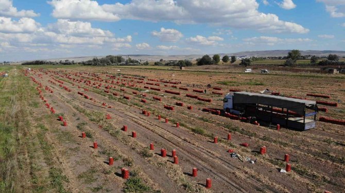 Hasadı Yapılan Soğan Bu Yıl Üreticinin Yüzünü Güldürdü
