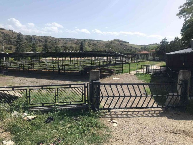Kastamonu’da 16 Köyde Şap Ve Şarbon Hastalığı Karantinası