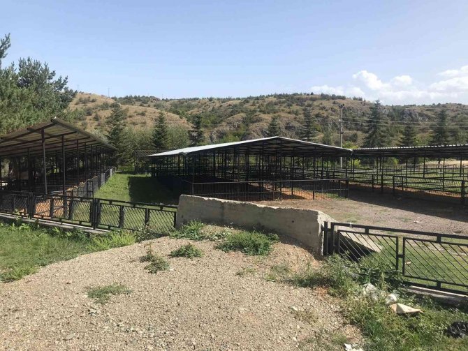 Kastamonu’da 16 Köyde Şap Ve Şarbon Hastalığı Karantinası