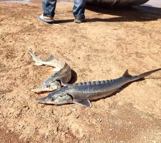 Oltaya Takılan Sibirya Mersin Balığı Büyüklüğü İle Şaşırttı