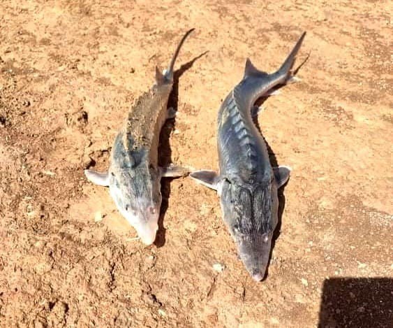 Oltaya Takılan Sibirya Mersin Balığı Büyüklüğü İle Şaşırttı