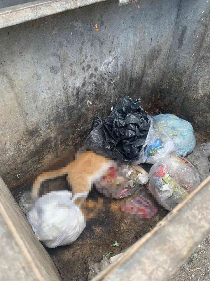 Hatay’ın Arsuz İlçesinde Sokak Kedileri Zehirlendi