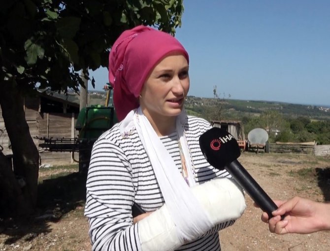 Sinop’ta Başıboş Köpek Dehşeti: 4 Koyun Telef Oldu