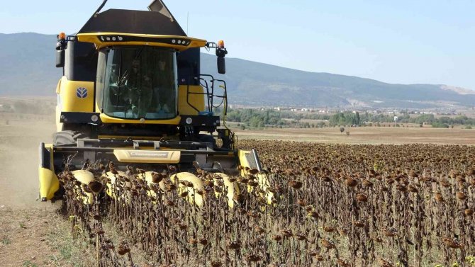 İ̇lk Hasat Sevinci