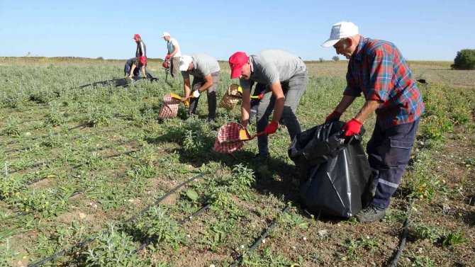 İ̇lk Hasat Sevinci