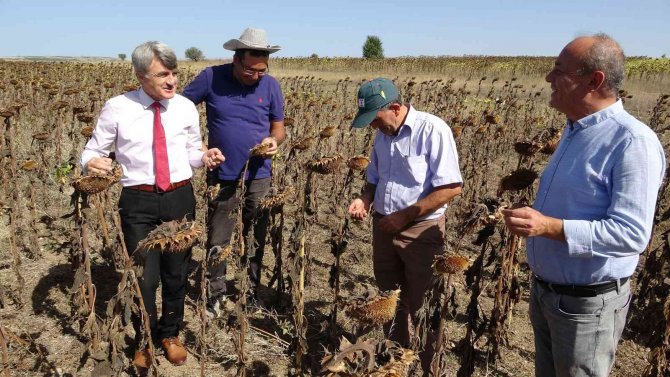 İ̇lk Hasat Sevinci