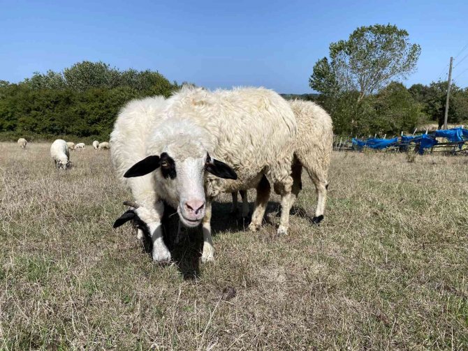 Sinop’ta Başıboş Köpek Dehşeti: 4 Koyun Telef Oldu