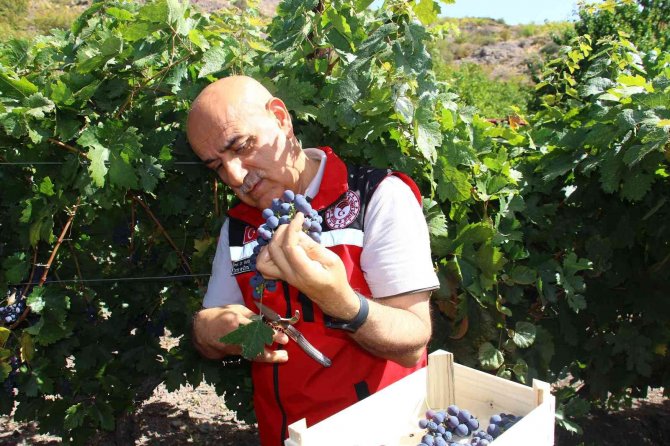 Tarım Ve Orman Bakanı Kirişci 12. Uluslararası Kalecik Karası Üzüm Festivali’ne Katıldı