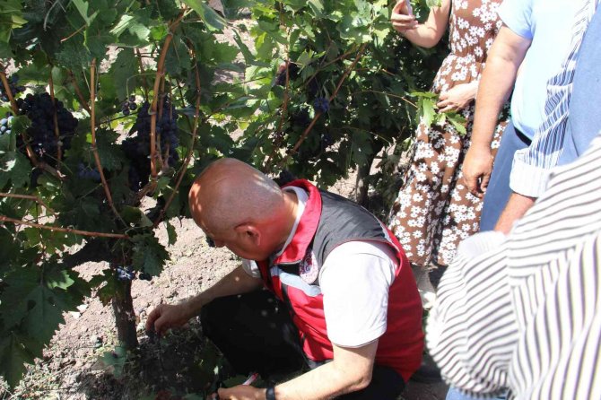 Tarım Ve Orman Bakanı Kirişci 12. Uluslararası Kalecik Karası Üzüm Festivali’ne Katıldı