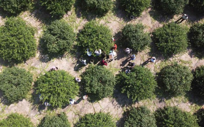 Limonun Başkentinde Hasat Zamanı