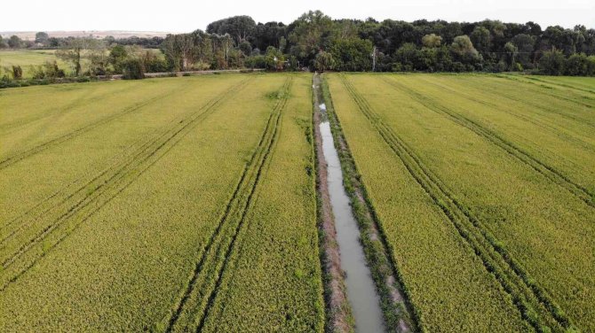 Edirne’de Beyaz Altın Çeltik Hasadı Başladı
