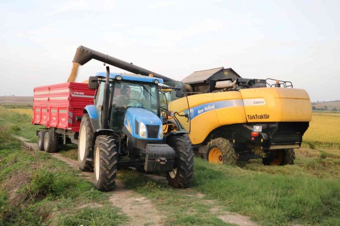 Edirne’de Beyaz Altın Çeltik Hasadı Başladı
