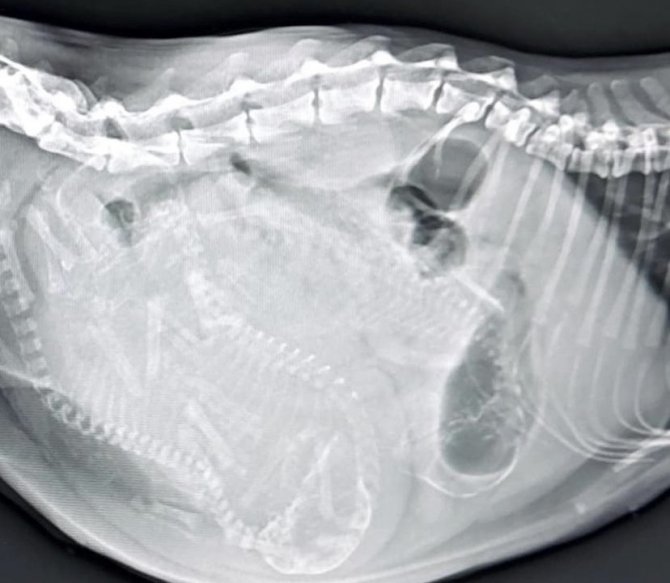 Hayvan Sahiplerinin Çabalarıyla Yavru Kediler Annelerine Kavuştu