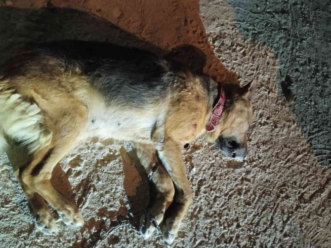 Tartıştığı Arkadaşına Sinirlenip Aynı İsmi Taşıyan Köpeğe Kurşun Yağdıran Adam Tutuklandı