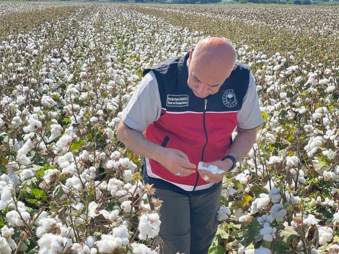 Bakan Kirişci Amik Ovası’nda Pamuk Hasadına Katıldı