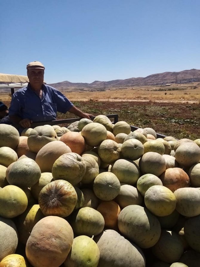 Gercüş’te Kavun Hasadı Bereketli Geçiyor