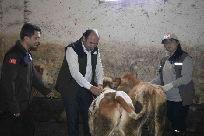 Bayburt’ta Şap Aşısı Yapılmaya Başlandı