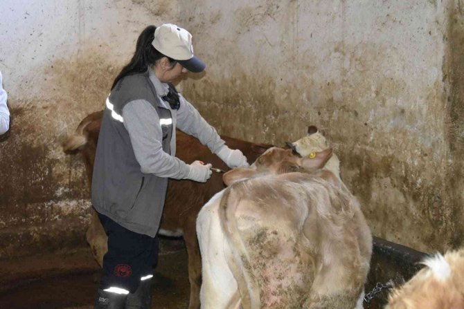 Bayburt’ta Şap Aşısı Yapılmaya Başlandı