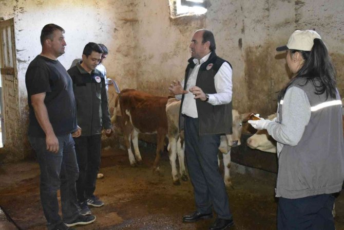 Bayburt’ta Şap Aşısı Yapılmaya Başlandı