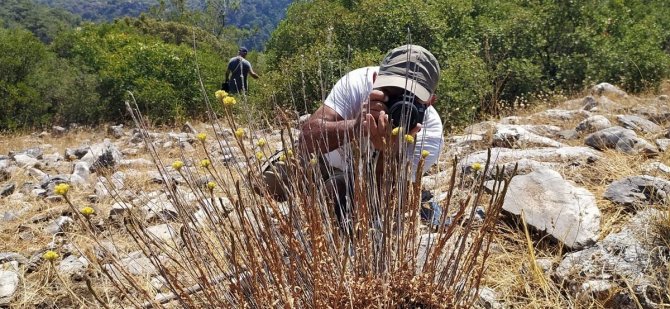 Dünyada Sadece 11 Adet Kaldı