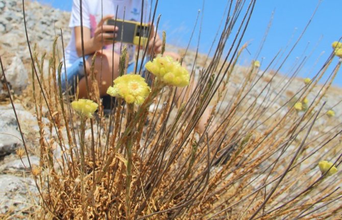 Dünyada Sadece 11 Adet Kaldı