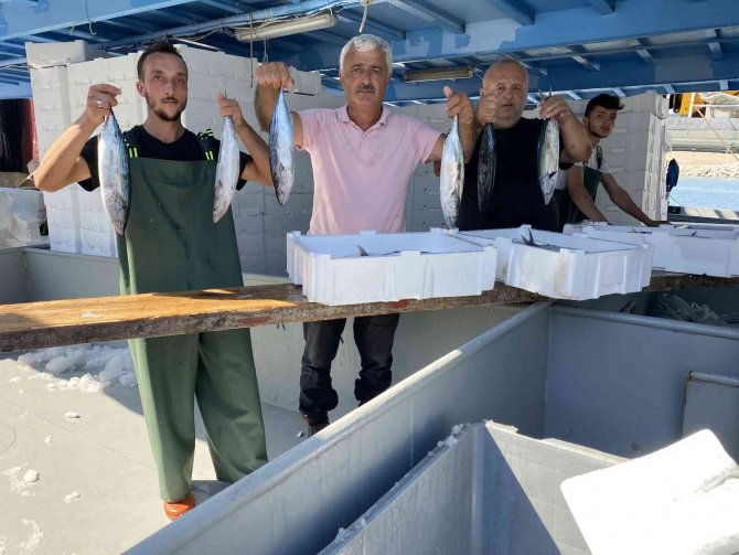 Karadeniz’de Palamut Bereketi Devam Ediyor